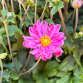 Fall in Love Sweetly Anemone — Rose Pink Japanese Anemone (Anemone 'Sweetly') · 1.5 Gal