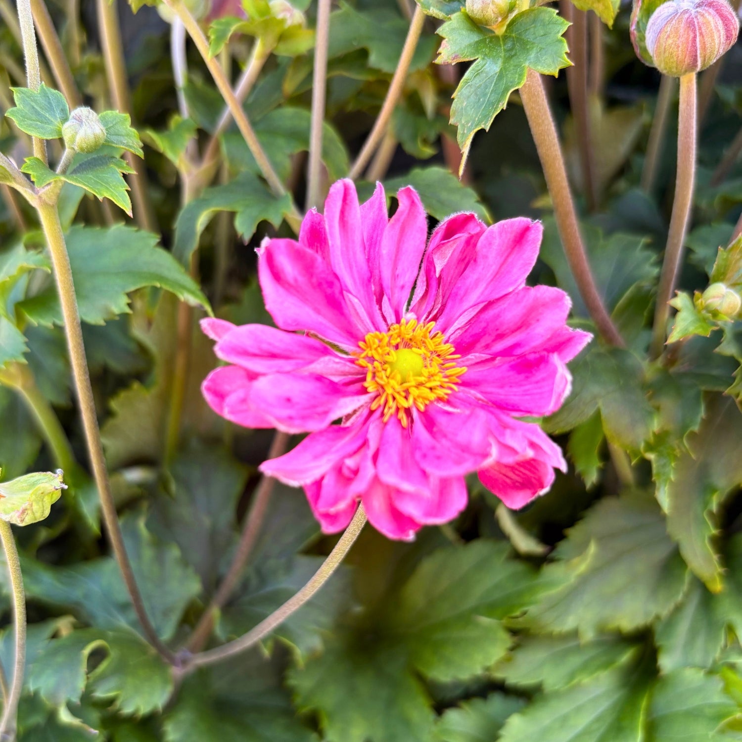 Fall in Love Sweetly Anemone — Rose Pink Japanese Anemone (Anemone 'Sweetly') · 1.5 Gal