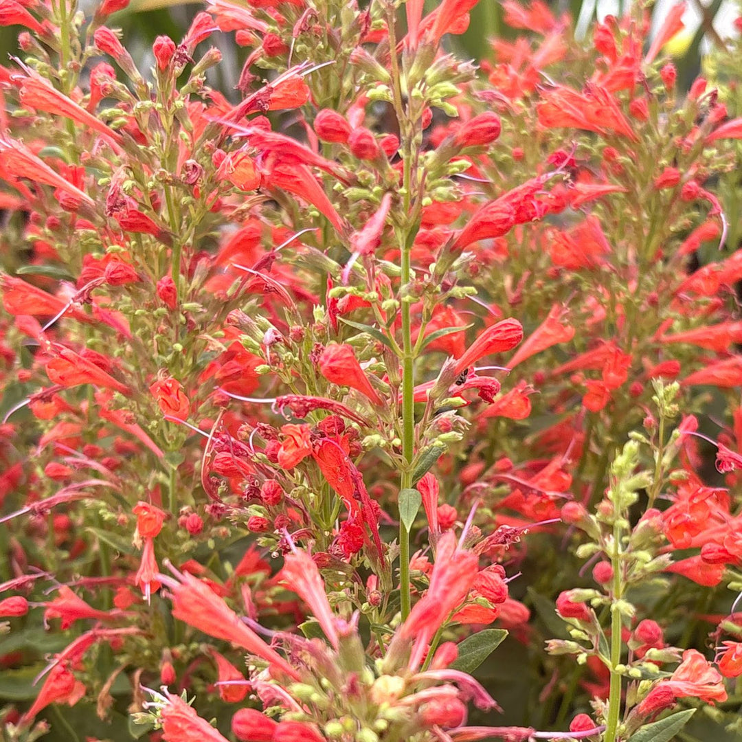 Kudos Red Hummingbird Mint — Dwarf Agastache (Agastache 'Kudos Red') · 1.5 Gal