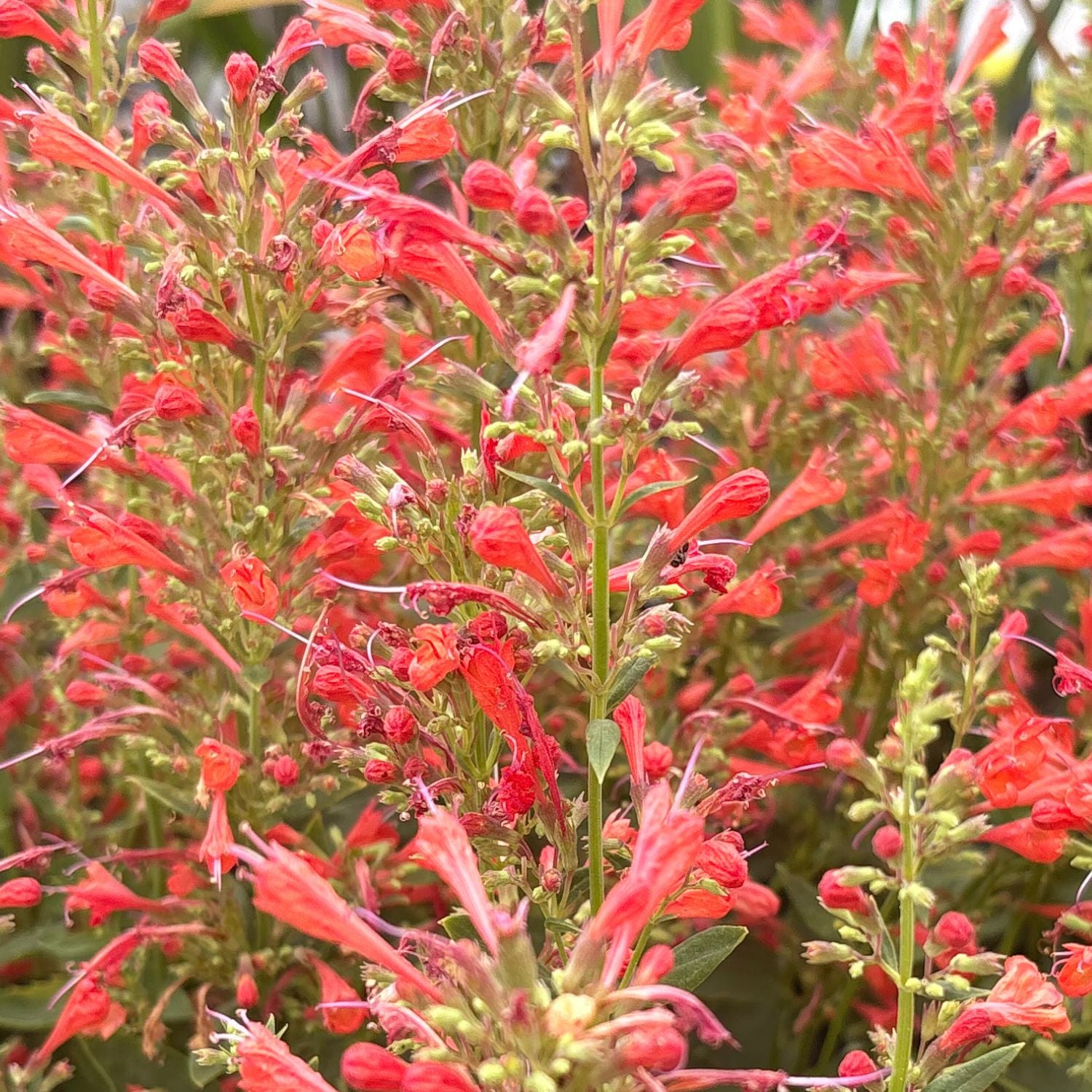 Kudos Red Hummingbird Mint — Dwarf Agastache (Agastache 'Kudos Red') · 1.5 Gal