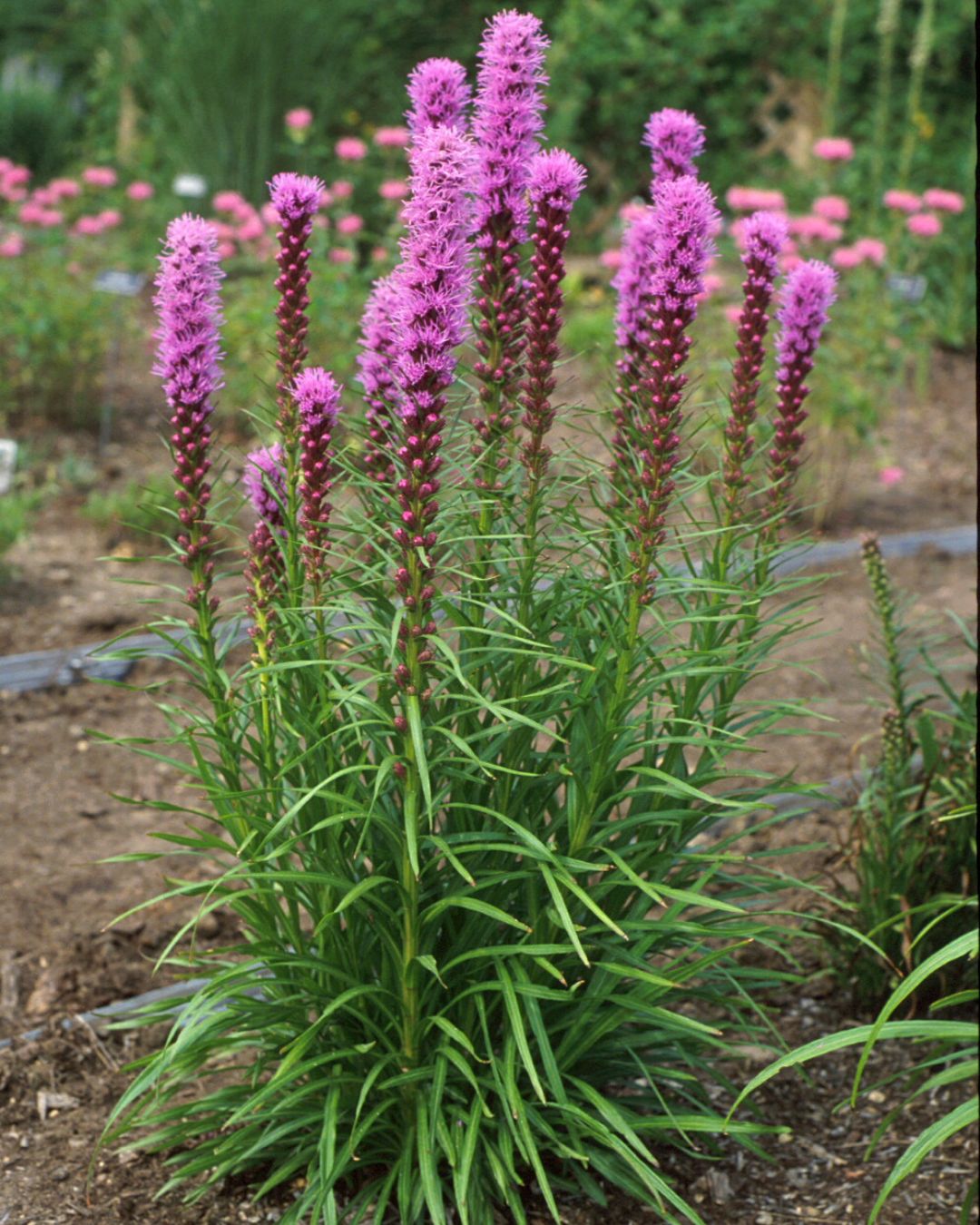 Liatris ‘Kobold’ (1 gallon)