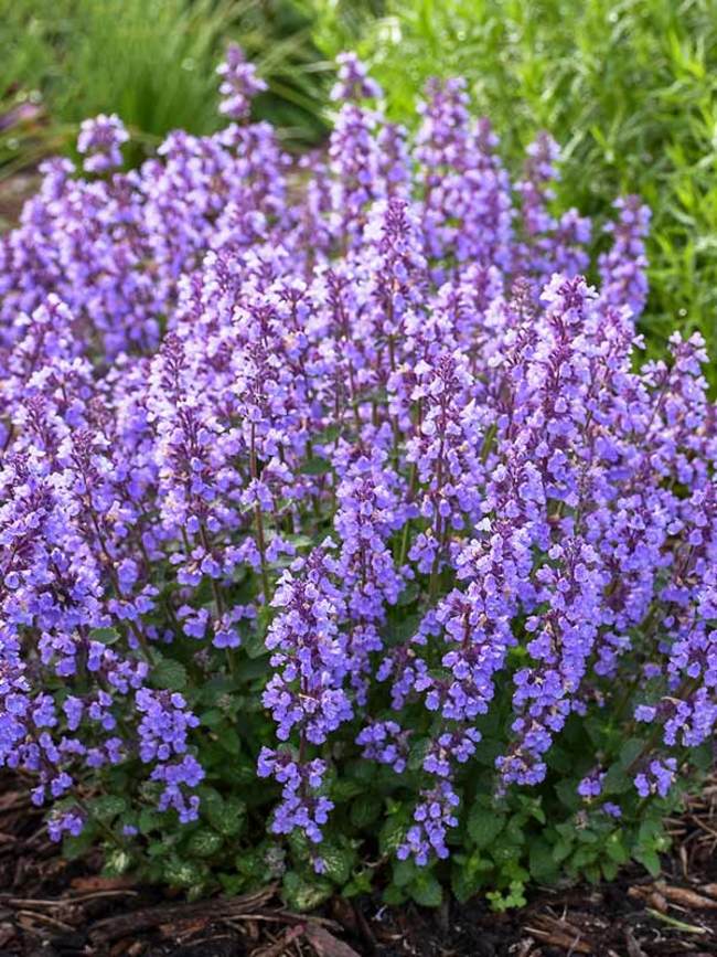 Nepeta 'Cat's Pajamas’ (1 gallon)