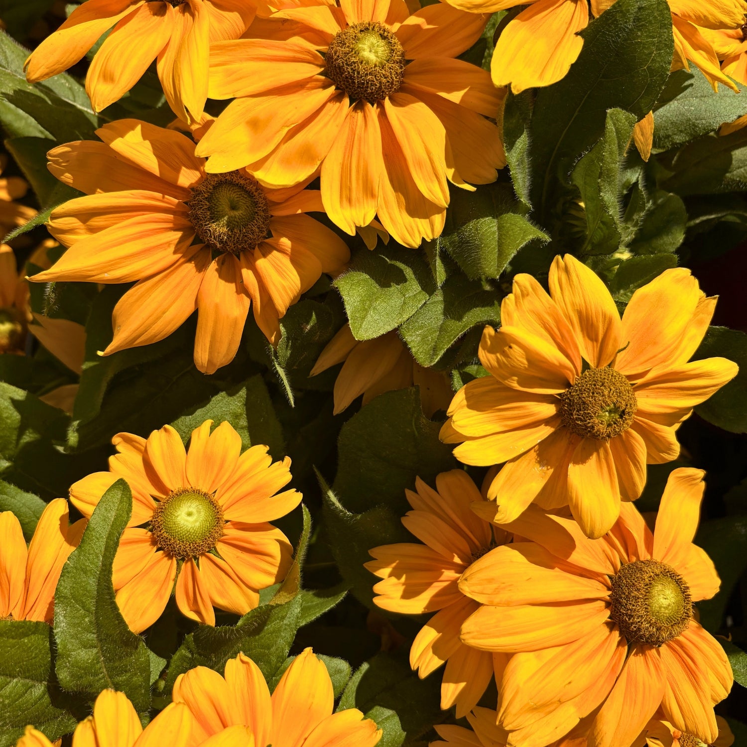 Sunbeckia — Giant Summer-to-Fall Annual (Rudbeckia hirta hybrid) · 9 in.