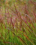 Panicum ‘Shenandoah’ (1 gallon)