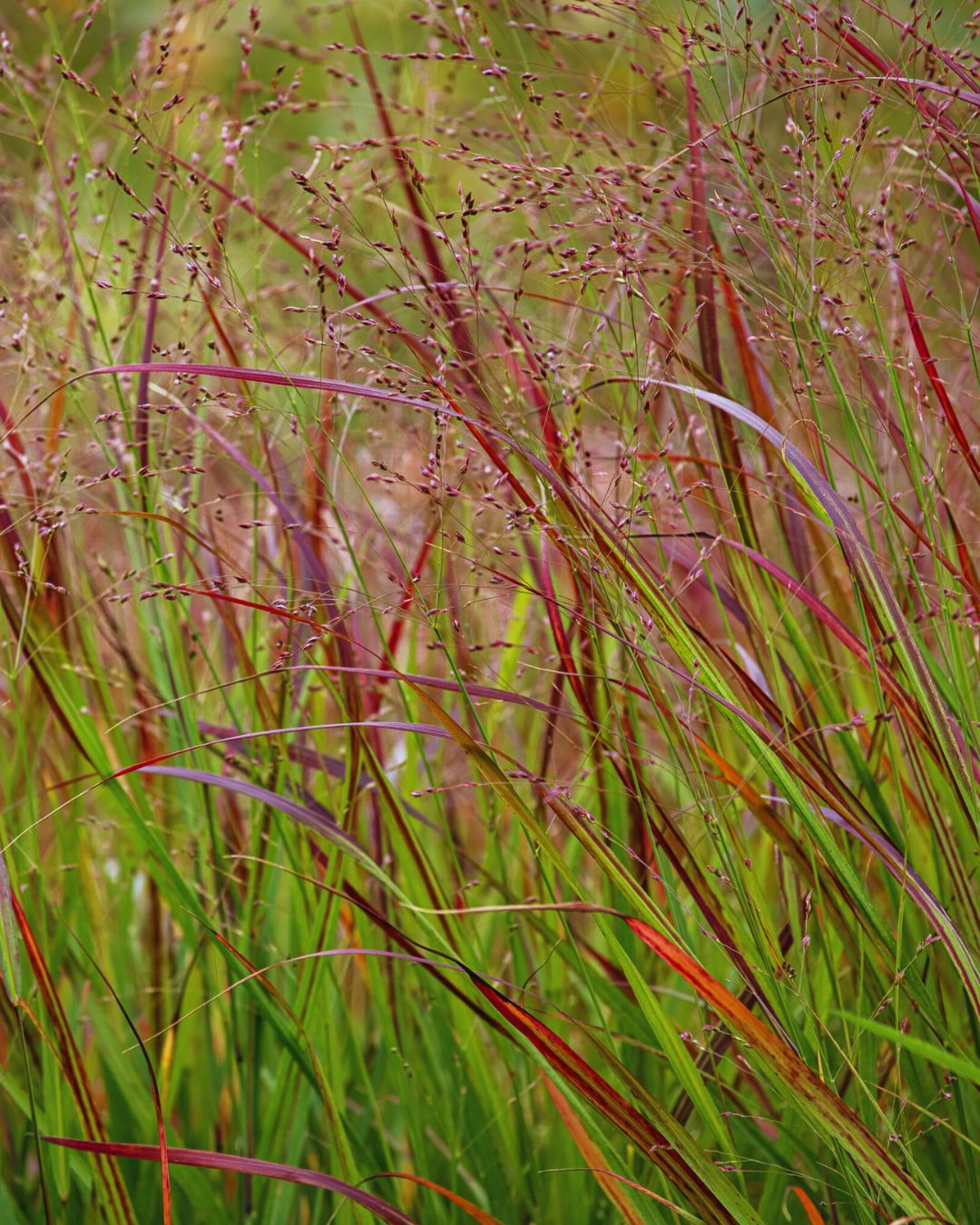 Panicum ‘Shenandoah’ (1 gallon)