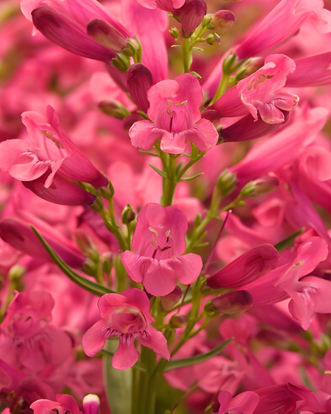 Penstemon Barbatus 'Rock Candy Pink' (1 gallon)