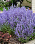 Perovskia ‘Denim ‘n Lace’ (1 gallon)