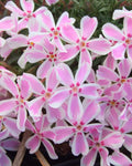 Phlox subulata ‘Candy Stripe’ (1 gallon)