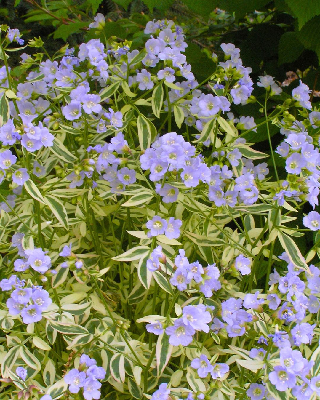 Polemonium ‘Stairway to Heaven’ (1 gallon)