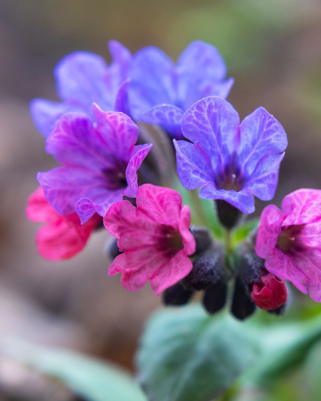 Pulmonaria ‘Raspberry Splash’ (1 gallon)