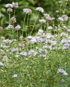 Pycnanthemum muticum (Mountain Mint)