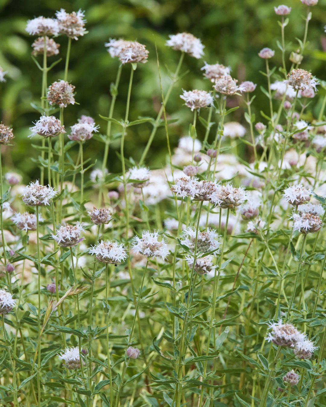 Pycnanthemum muticum (Mountain Mint)