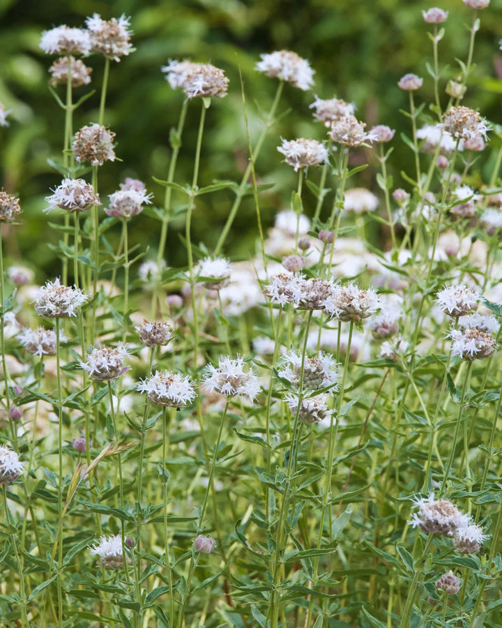 Pycnanthemum muticum (Mountain Mint)