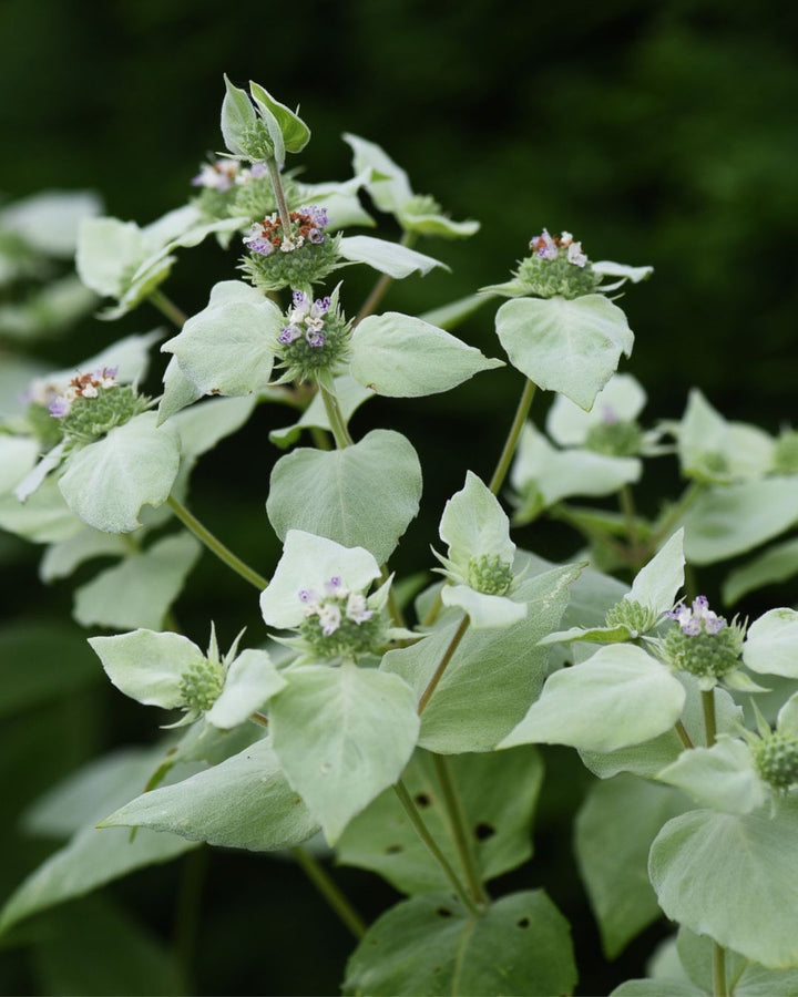 Pycnanthemum muticum (Mountain Mint)