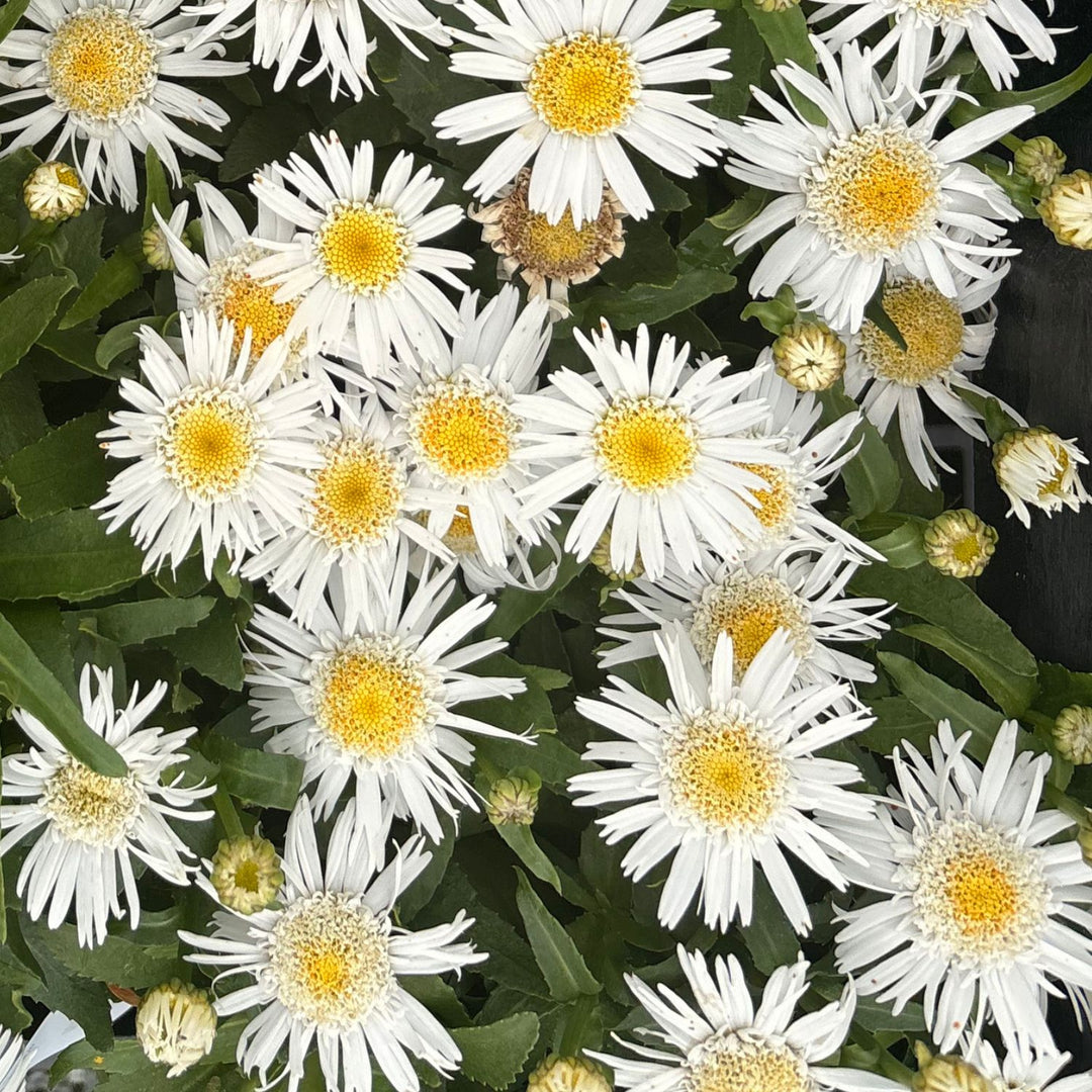 Carpet Angel Daisy — Groundcover Shasta Daisy (Leucanthemum 'Carpet Angel') · 1.5 Gal