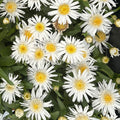 Carpet Angel Daisy — Groundcover Shasta Daisy (Leucanthemum 'Carpet Angel') · 1.5 Gal