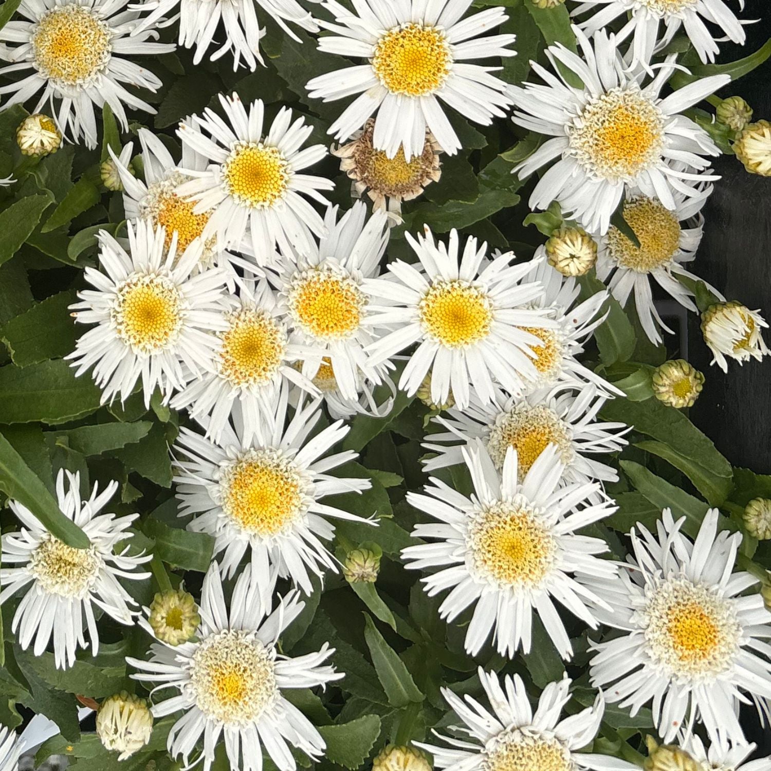 Carpet Angel Daisy — Groundcover Shasta Daisy (Leucanthemum 'Carpet Angel') · 1.5 Gal
