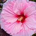 Edge of Night Hibiscus — Dark-Leaf Rose Mallow (Hibiscus 'Edge of Night') · 3 Gal