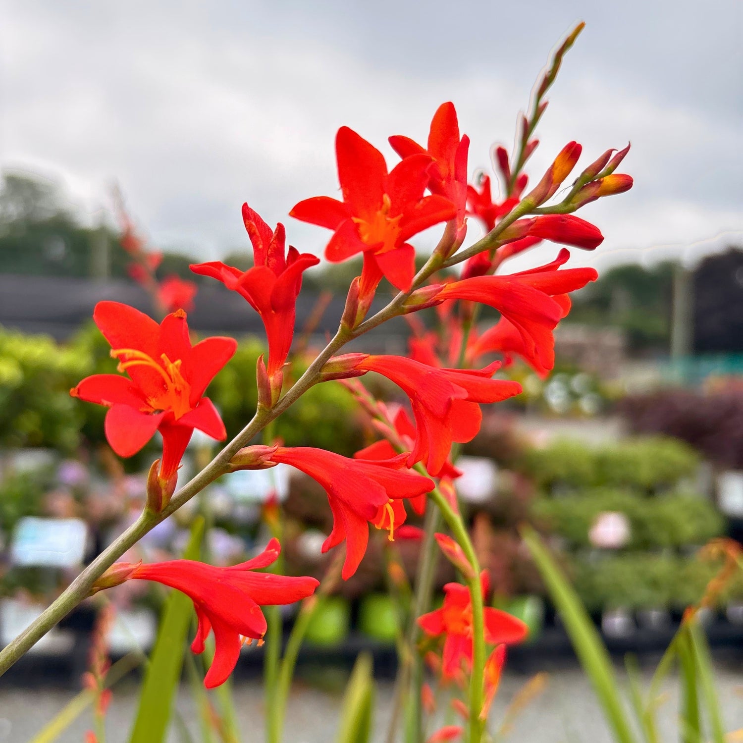 Red King Crocosmia — Summer-Blooming Perennial (Crocosmia × crocosmiiflora 'Red King') · 1.5 Gal
