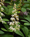 Rodgersia aesculifolia (1 gallon)