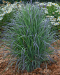 Schizachyrium ‘Standing Ovation’ (1 gallon)