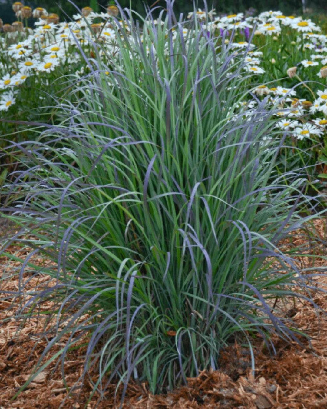 Schizachyrium ‘Standing Ovation’ (1 gallon)