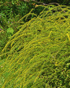 Solidago ‘Fireworks’ (Goldenrod)