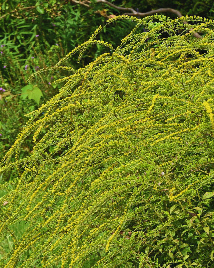 Solidago ‘Fireworks’ (Goldenrod)