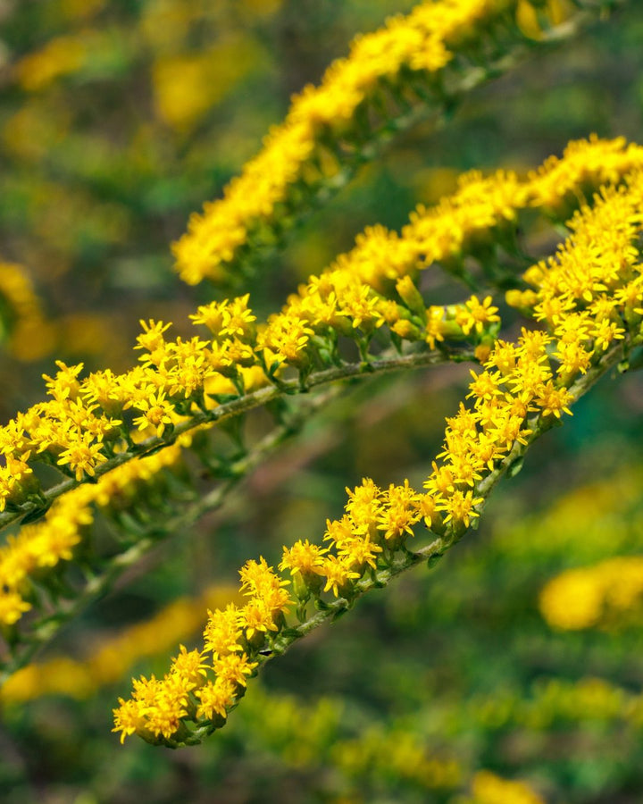 Solidago ‘Fireworks’ (Goldenrod)