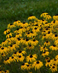 Rudbeckia ‘American Gold Rush’ PW (1 gallon)
