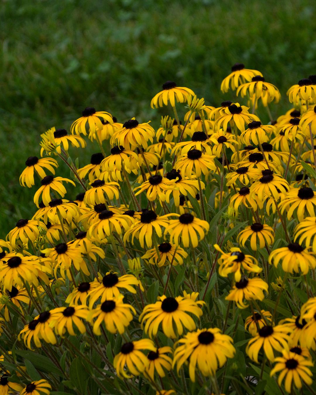 Rudbeckia ‘American Gold Rush’ PW (1 gallon)