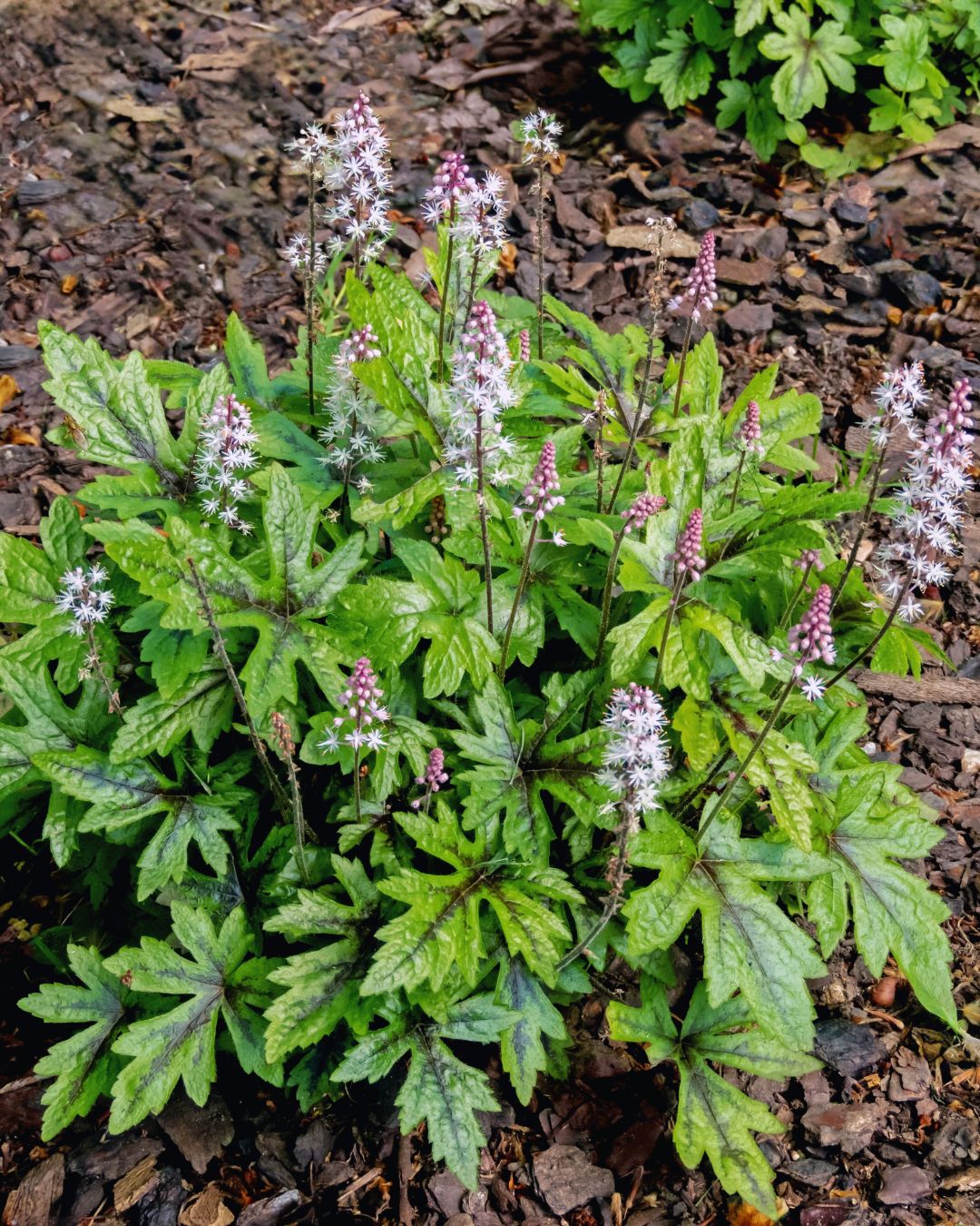 Tiarella ‘Timbuktu’ (1 gallon)