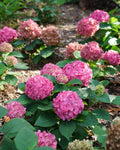 Hydrangea ‘Let’s Dance Arriba’ (3 Gallon)