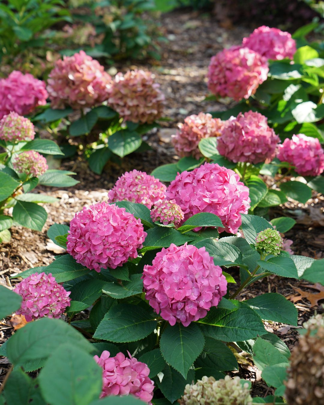 Hydrangea ‘Let’s Dance Arriba’ (3 Gallon)