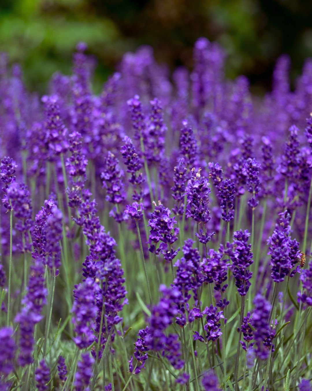 Lavender Hidcote (1 gallon)
