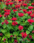 Monarda ‘Jacob Cline’ (1 gallon)