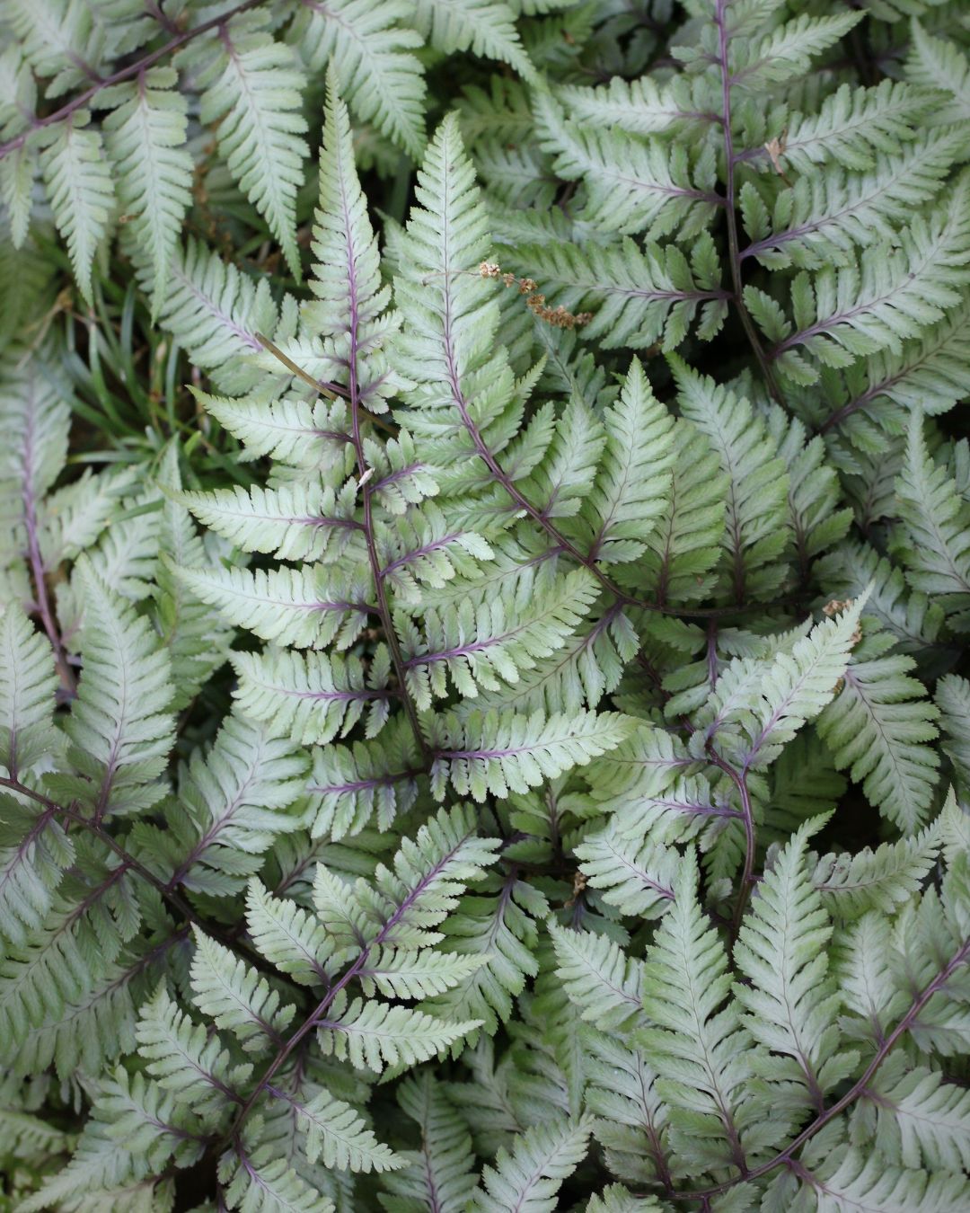 Fern ‘Japanese Painted’ (1 gallon)
