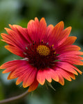 Gaillardia ‘Mesa Red’ (1 gallon)