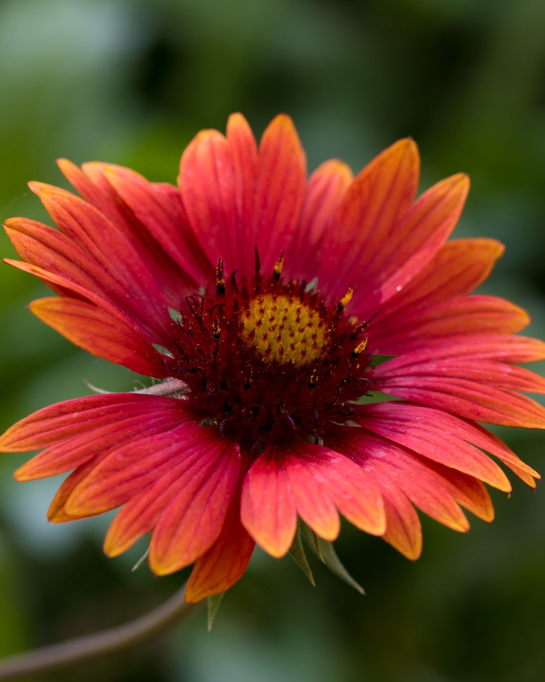 Gaillardia ‘Mesa Red’ (1 gallon)
