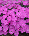 Dianthus ‘Paint the Town Fuchsia’ PW (1 gallon)