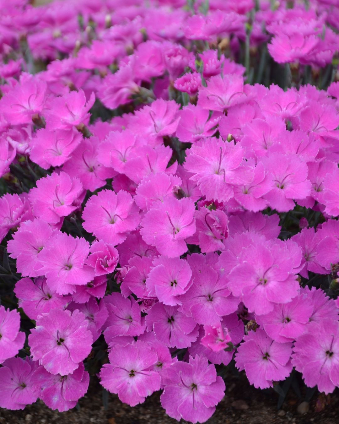 Dianthus ‘Paint the Town Fuchsia’ PW (1 gallon)