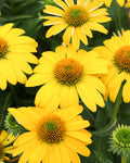 Echinacea ‘Sombrero Lemon Yellow’ PW (1 gallon)