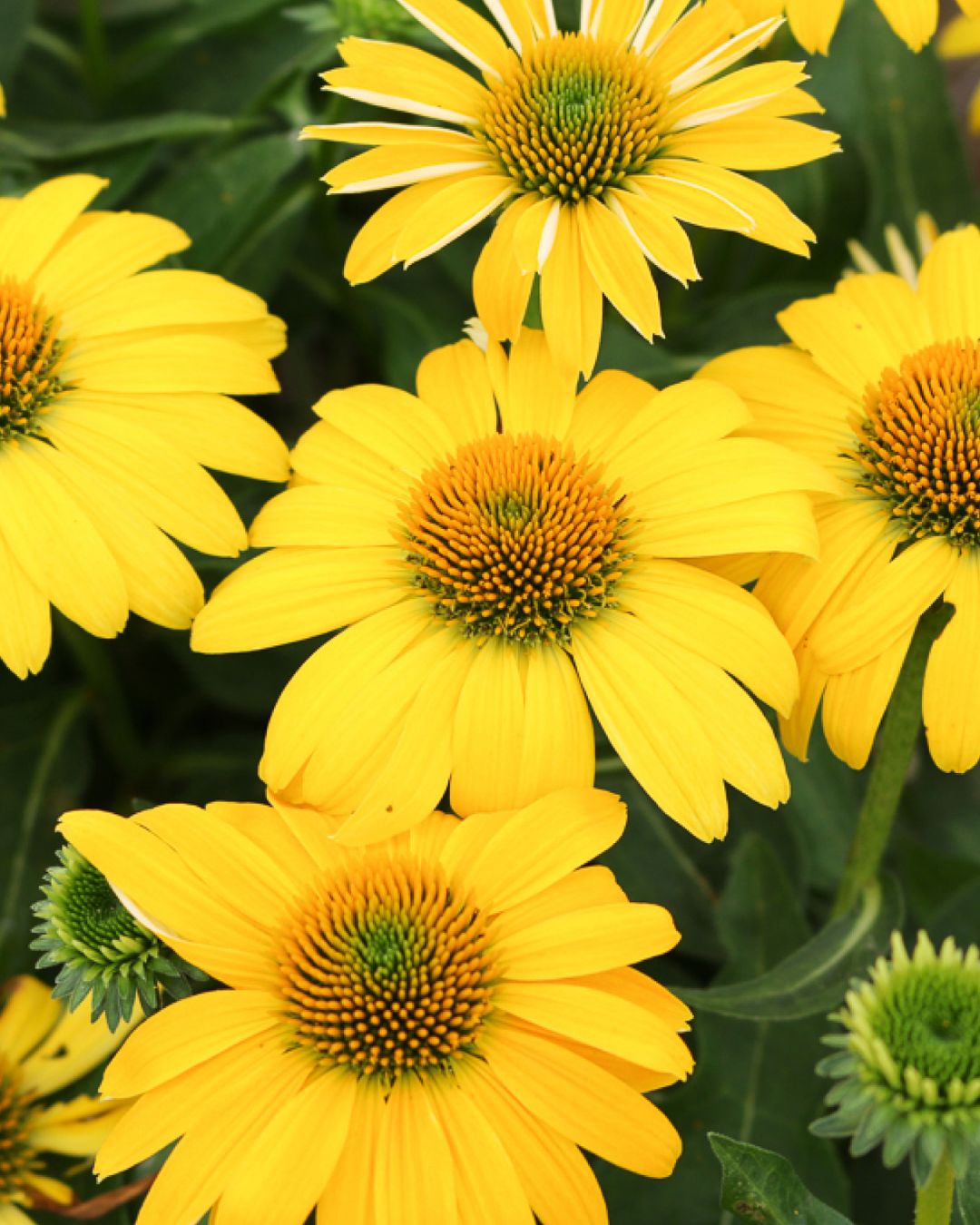 Echinacea ‘Sombrero Lemon Yellow’ PW (1 gallon)