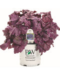 Heuchera ‘Dolce Wildberry’ (1 gallon)