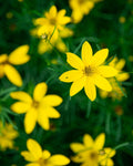Coreopsis ‘Zagreb’ (1 gallon)
