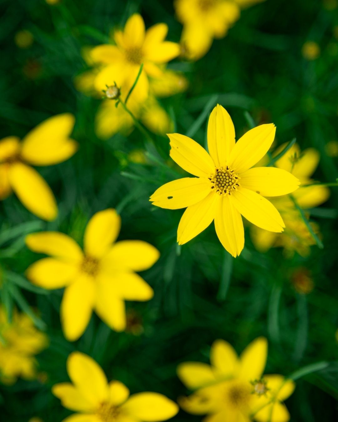 Coreopsis ‘Zagreb’ (1 gallon)