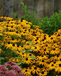 Rudbeckia Goldsturm (1 gallon)