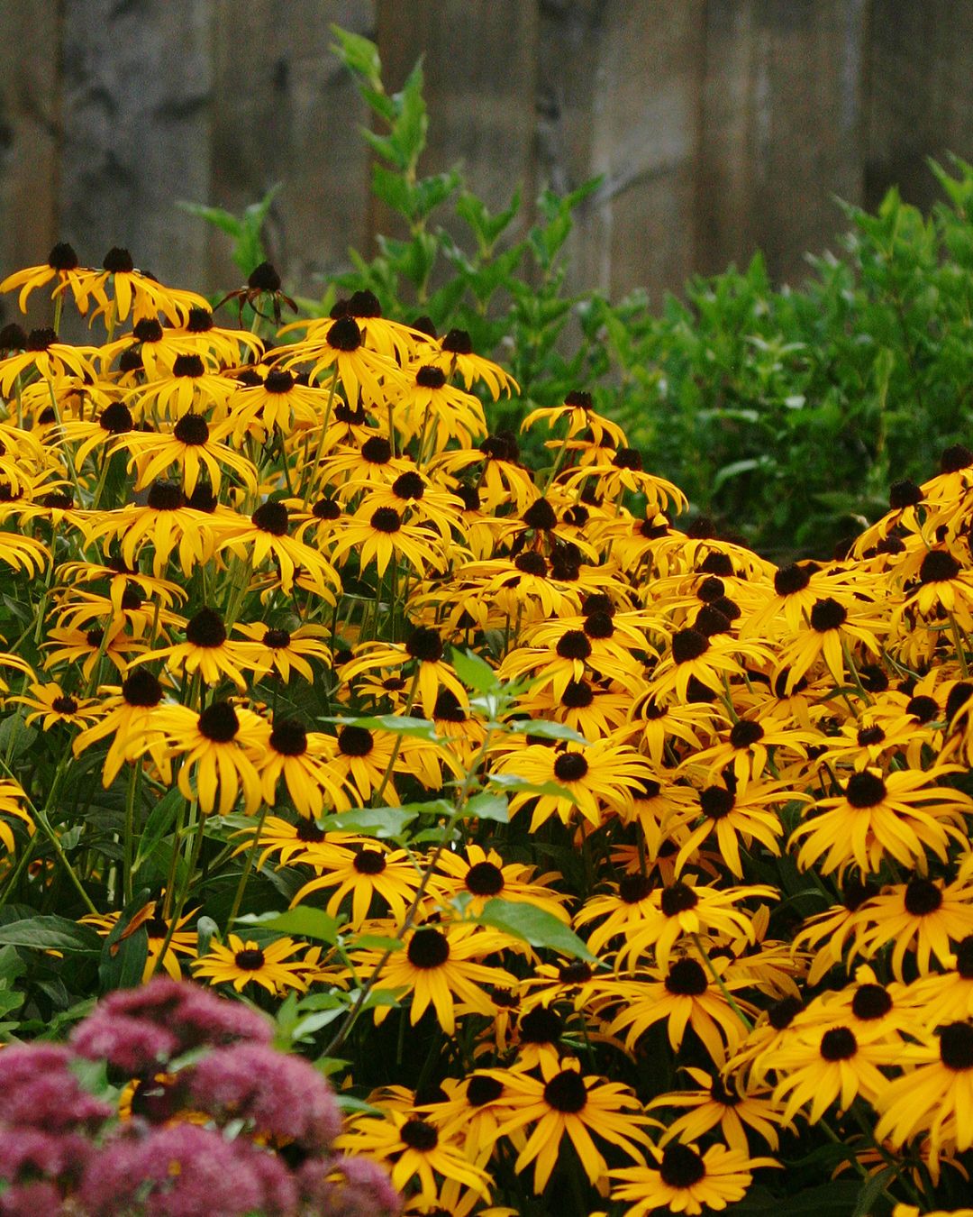 Rudbeckia Goldsturm (1 gallon)