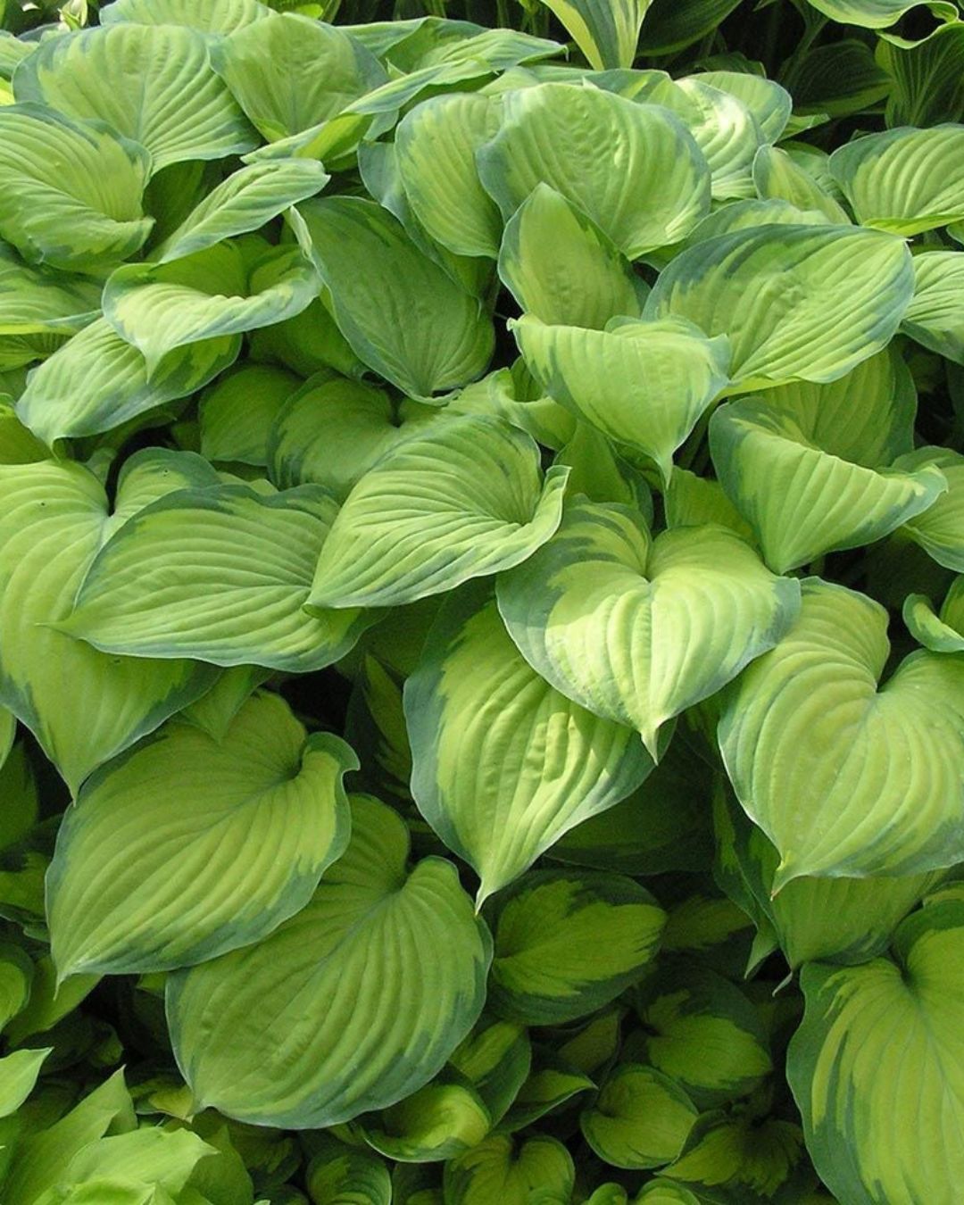 Hosta Guacamole  (1 gallon)