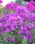 Phlox ‘Jeana’ (1 gallon)